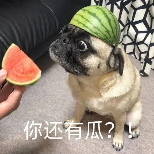 沙雕网友吃瓜,揭秘娱乐圈那些不为人知的幕后故事