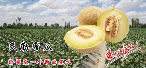 羊脂蜜瓜怎么吃,尽享夏日甜蜜滋味