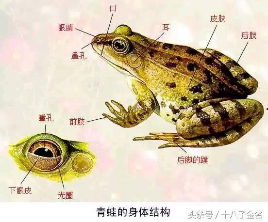 青蛙街头吃瓜,瓜果飘香引众人围观